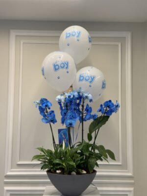 Baby Boy 4