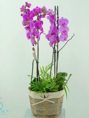 Plant 1