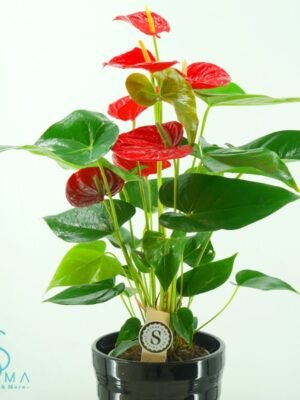 Plant 2 (Medium)