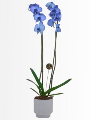 Plant 20
