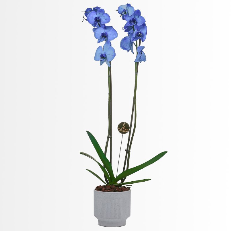 Plant 20