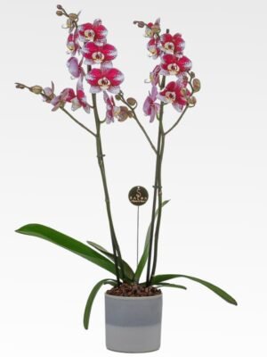 Plant 21