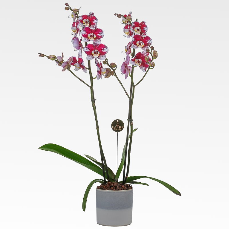 Plant 21