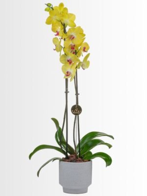 Plant 22