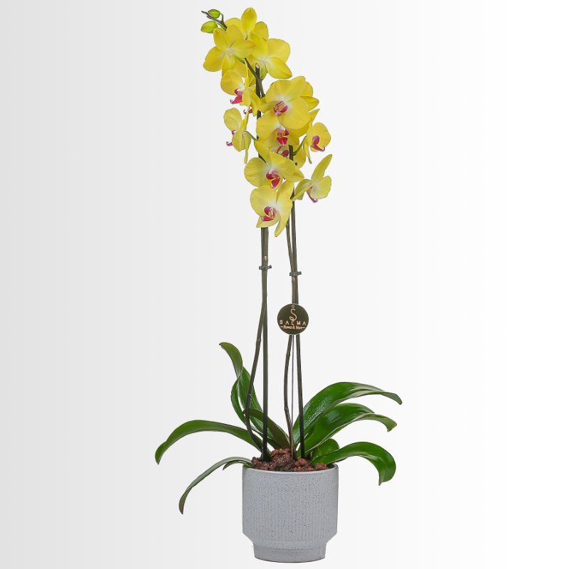 Plant 22