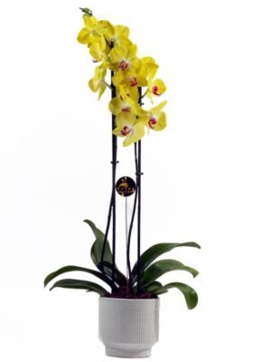 Plant 23