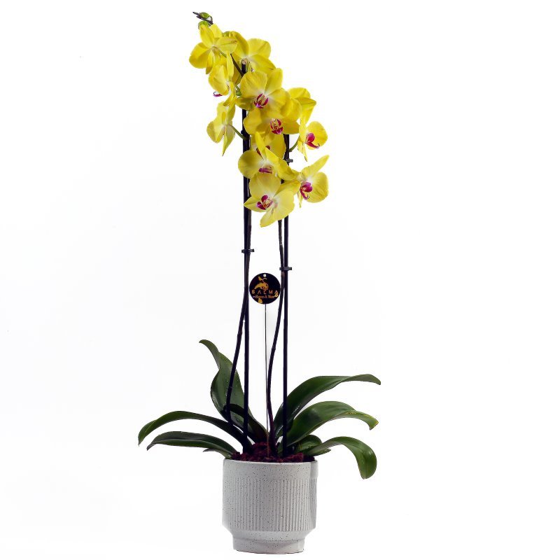 Plant 23