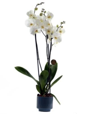 Plant 24