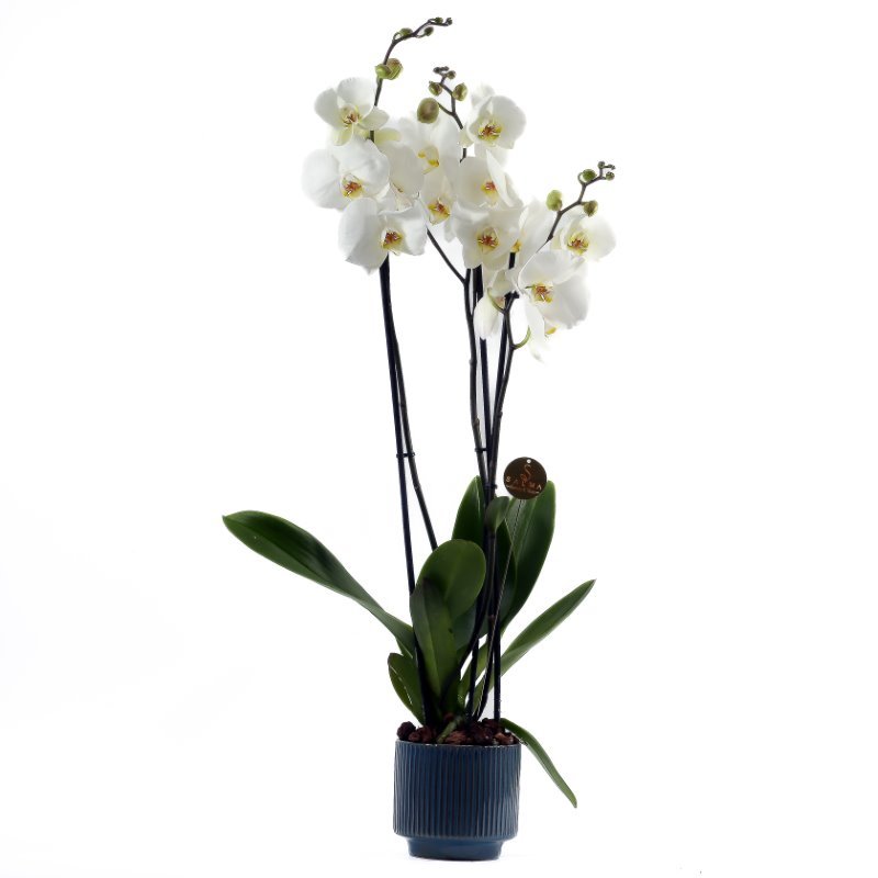 Plant 24