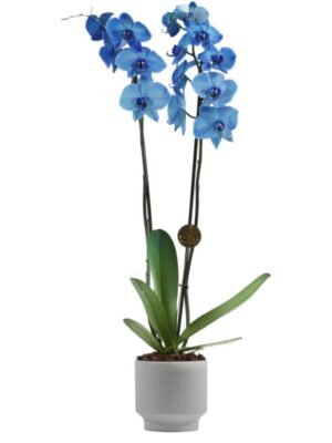 Plant 25