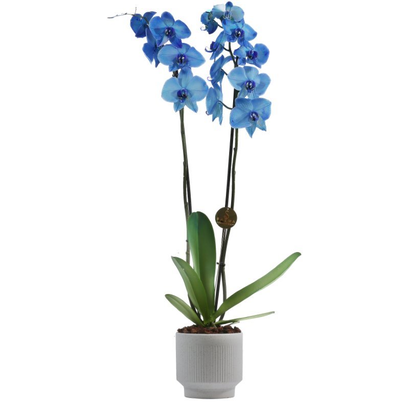 Plant 25