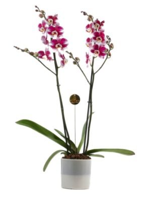 Plant 26