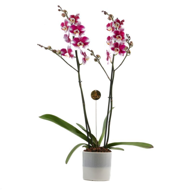 Plant 26
