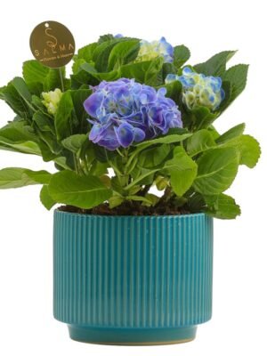 Plant 27