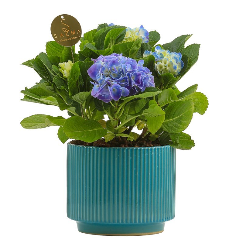 Plant 27