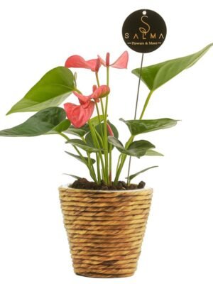 Plant 28 (medium)