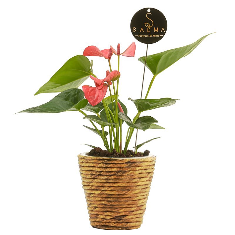Plant 28 (medium)
