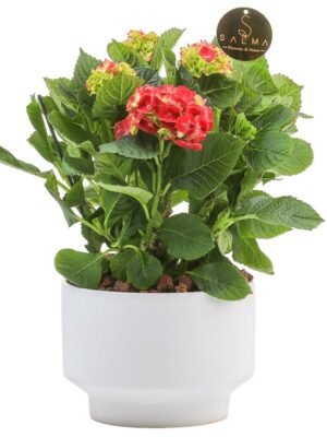 Plant 29