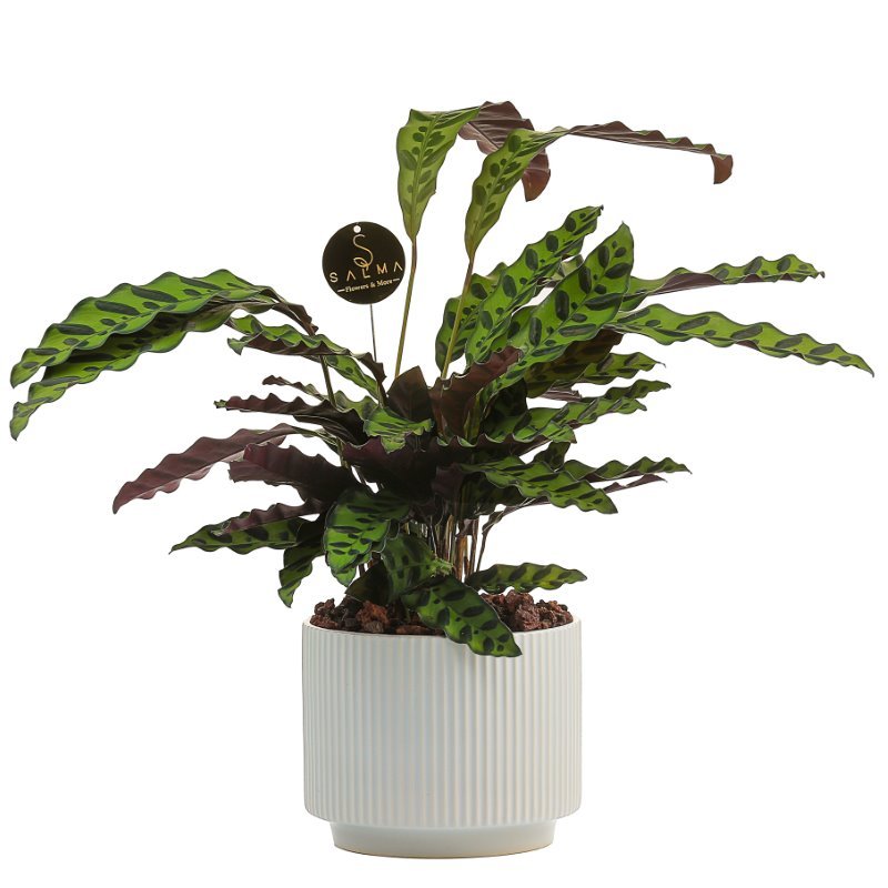 Plant 30