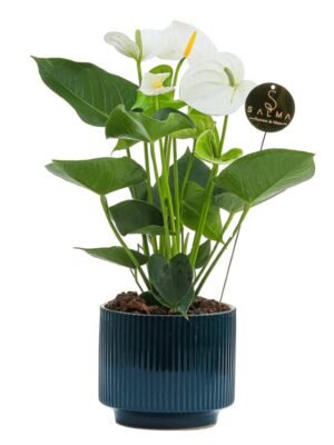 Plant 31 (medium)