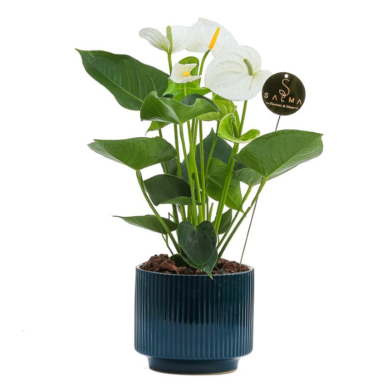 Plant 31 (medium)