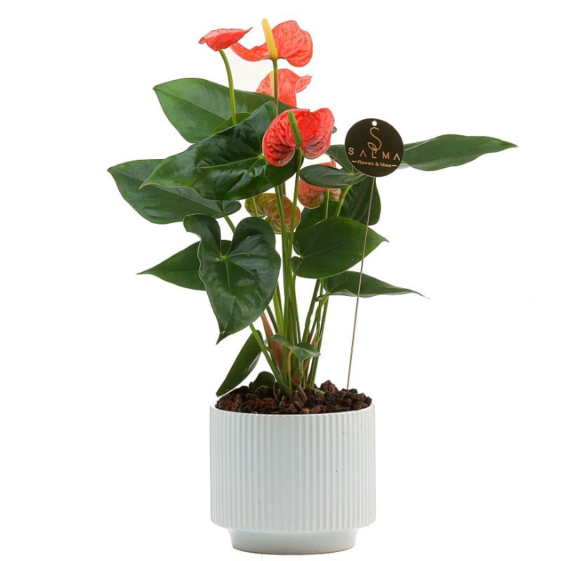 Plant 32 (medium)