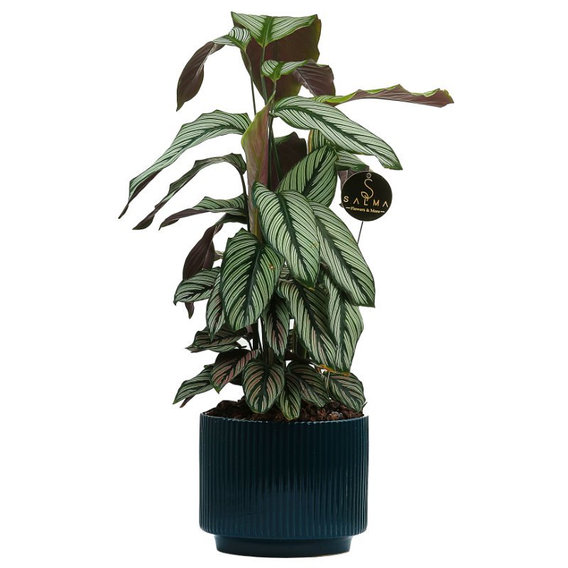 Plant 33