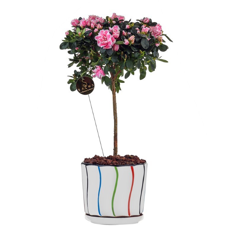 Plant 34