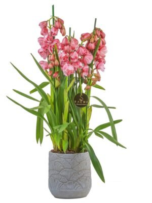 Plant 35