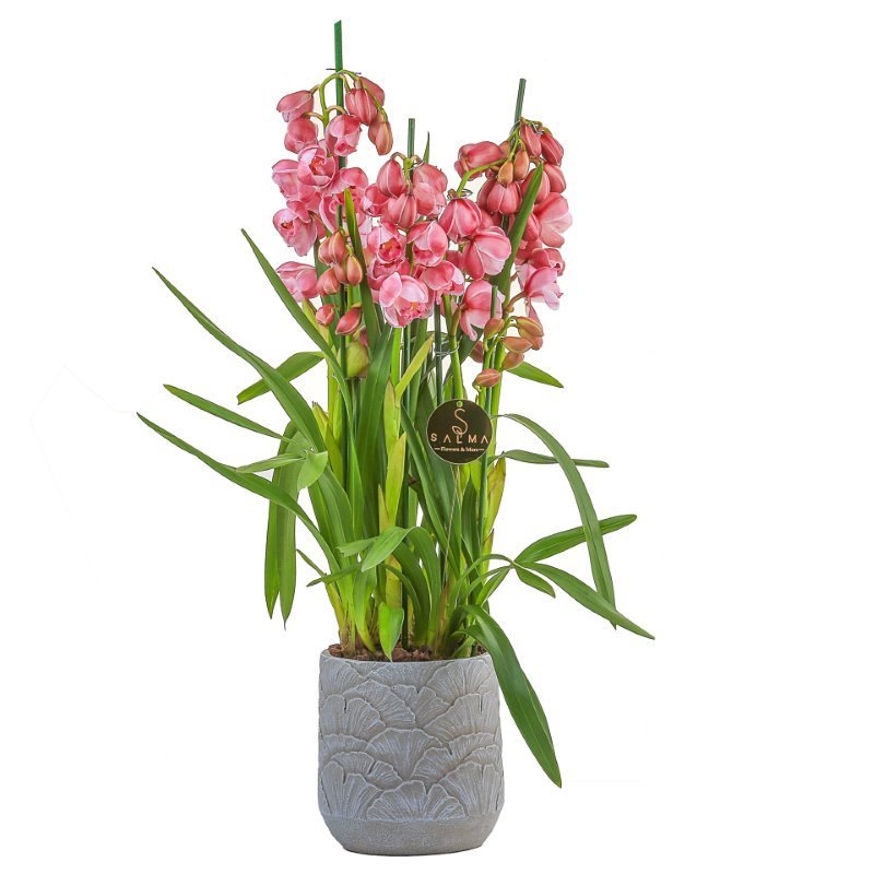 Plant 35