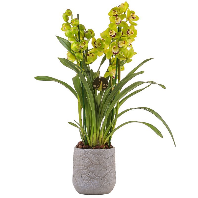 Plant 36