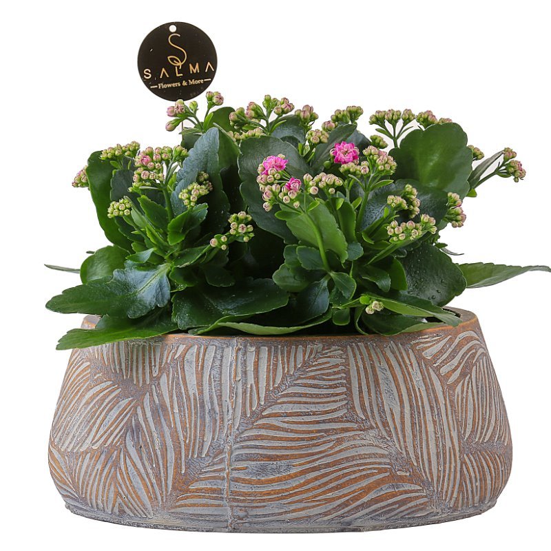Plant 37