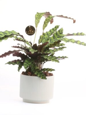 Plant 38