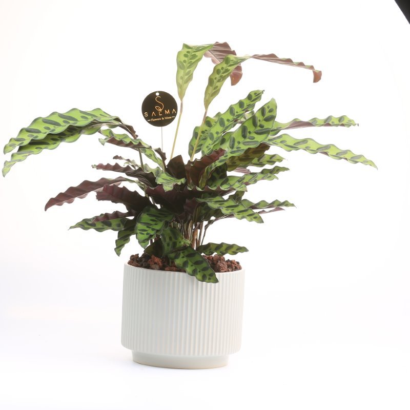 Plant 38