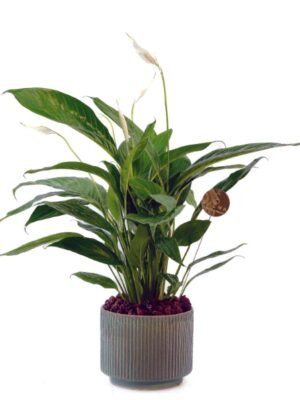 Plant 39 (medium)