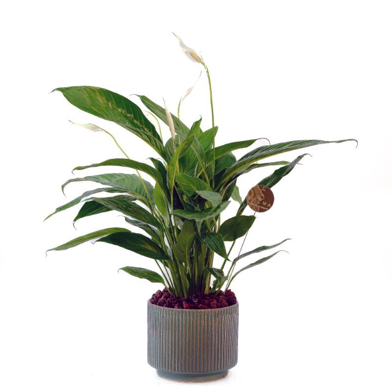 Plant 39 (medium)