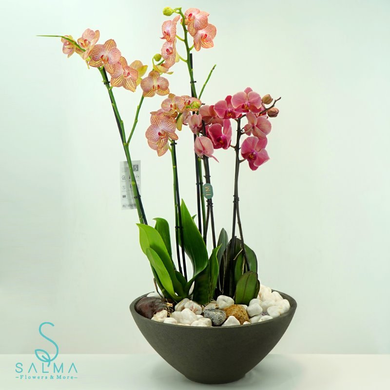 Plant 4