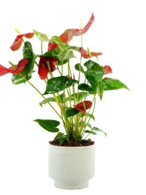 Plant 40 (medium)