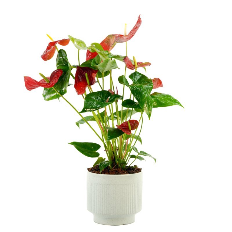 Plant 40 (medium)