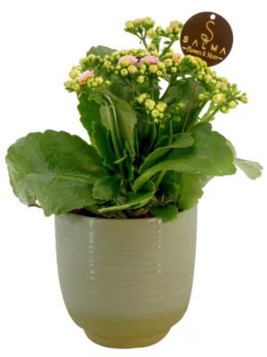 Plant 41