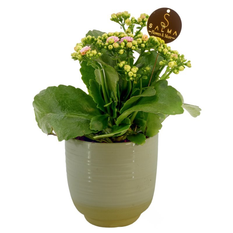 Plant 41
