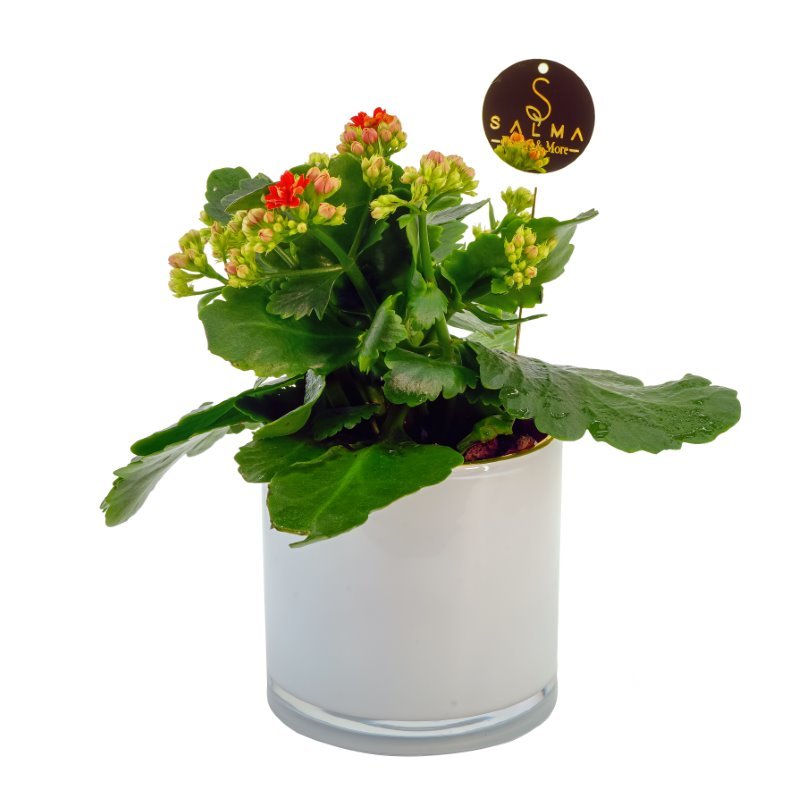 Plant 42