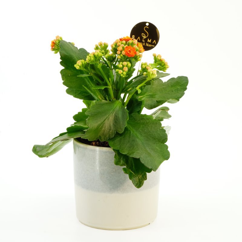 Plant 43