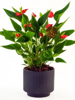 Plant 44 (medium)