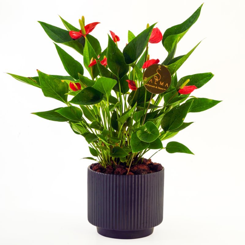 Plant 44 (medium)