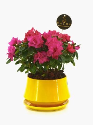 Plant 45