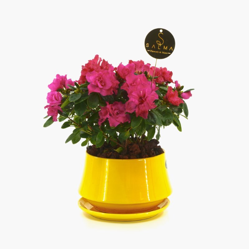 Plant 45