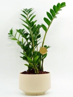 Plant 46 (Large)