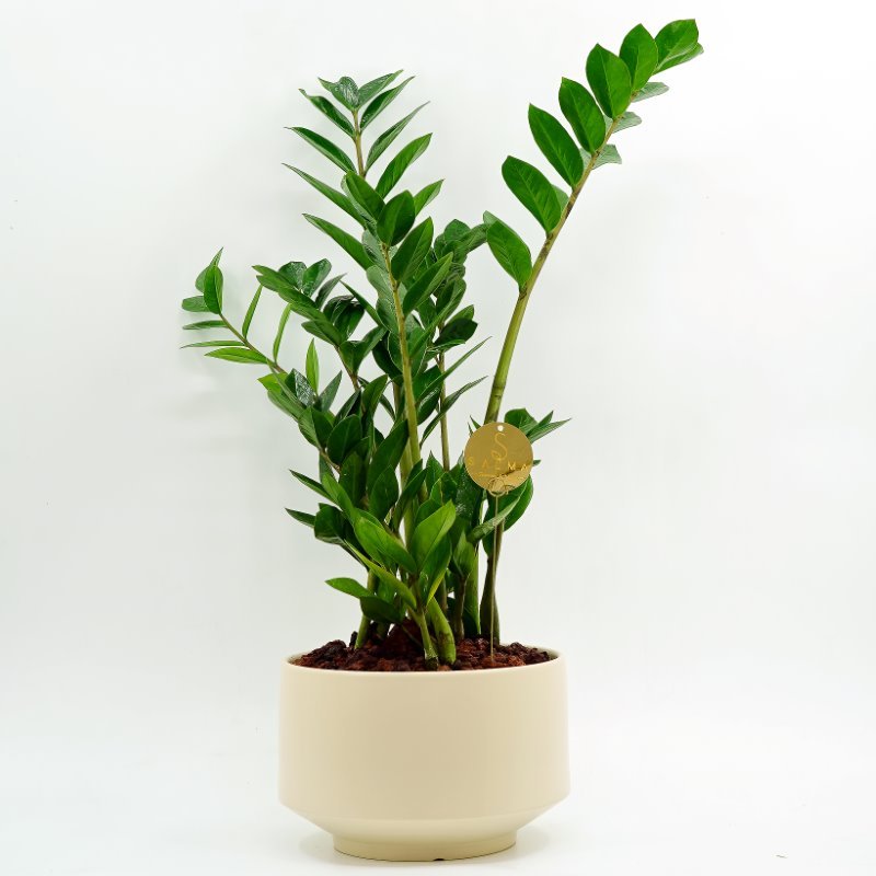 Plant 46 (Large)