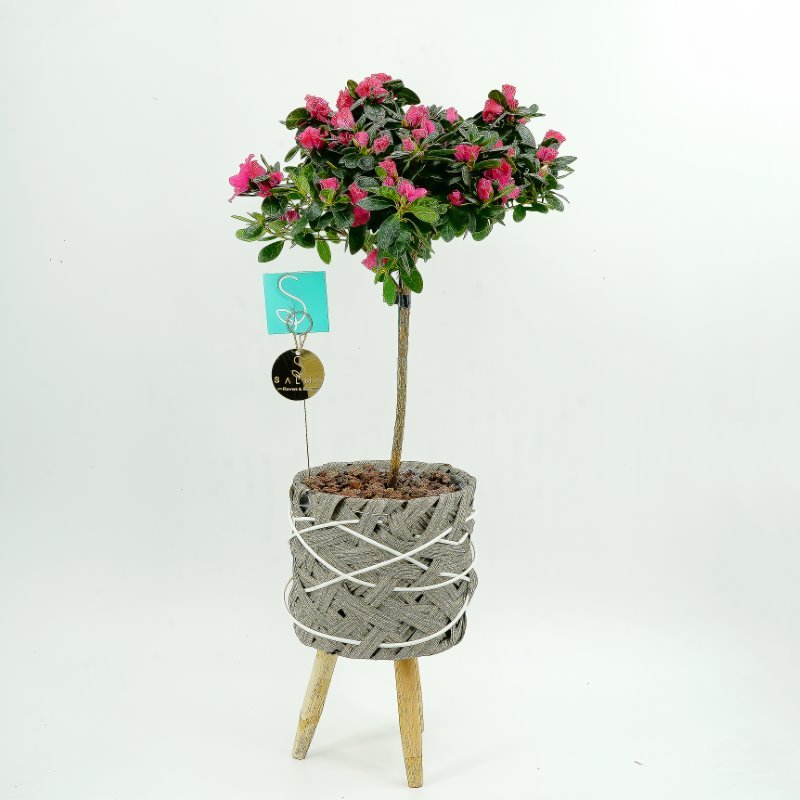 Plant 47